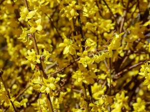 gold-lilac-3276588_960_720.jpg gold-lilac-3276588_960_720.jpg