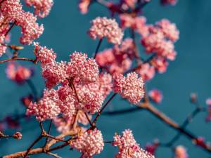 viburnum-4015821_960_720.jpg viburnum-4015821_960_720.jpg